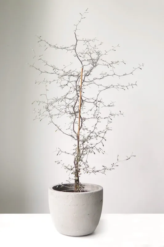 Корокия