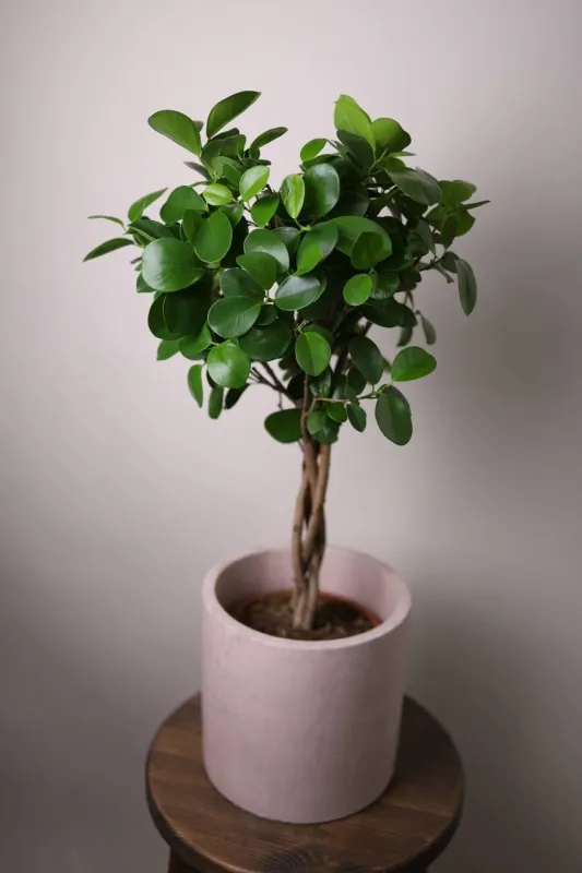 Фикус Мокламе / Ficus microcarpa Moclame