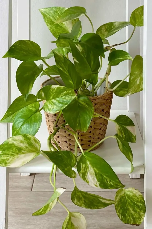 Эпипремнум Золотистый / Epipremnum aureum