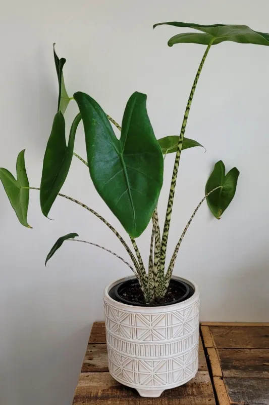 Алоказия Сибирский Тигр / Alocasia Siberian Tiger