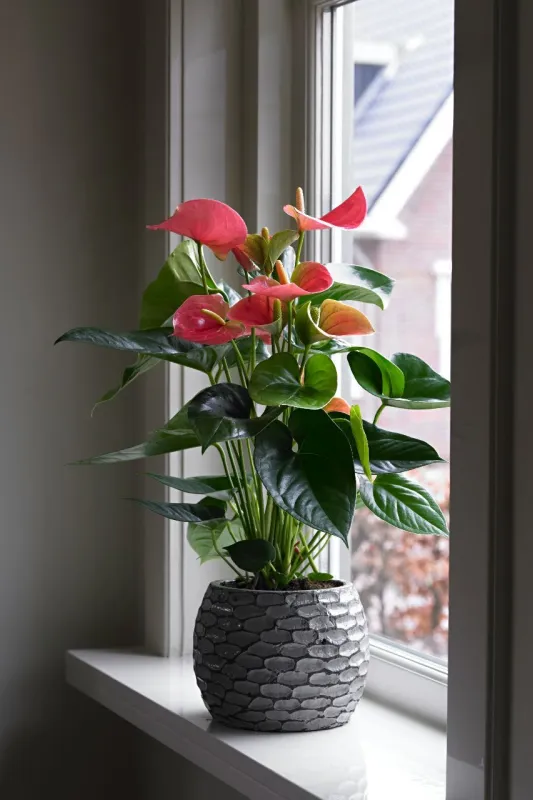 Антуриум Андрианум красный / Anthurium Andraeanum red 