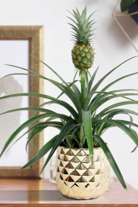 Ананас / Ananas