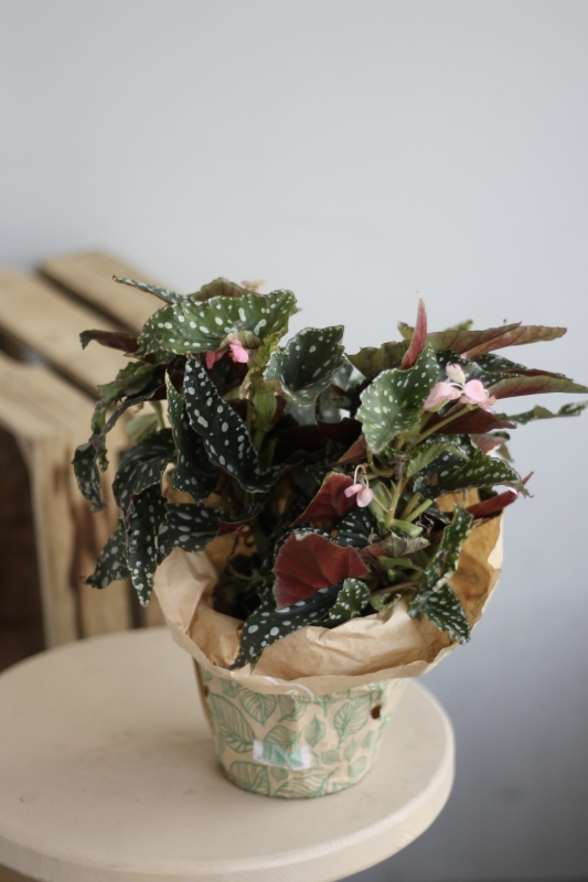 Бегония Сильвер Спот / Begonia maculata Silver Spotted