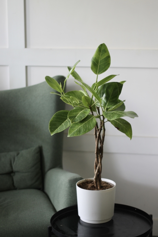 Фикус альтиссима / Ficus altissima