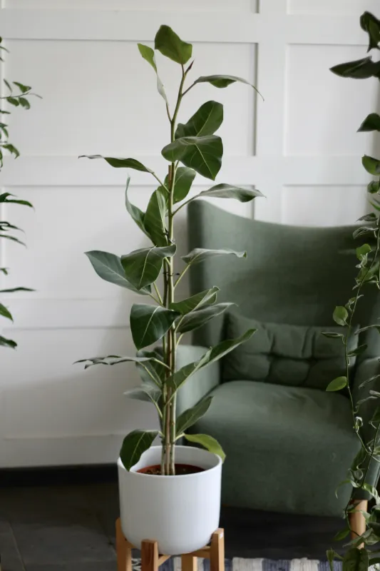 Фикус Джой / Ficus benghalensis Joy