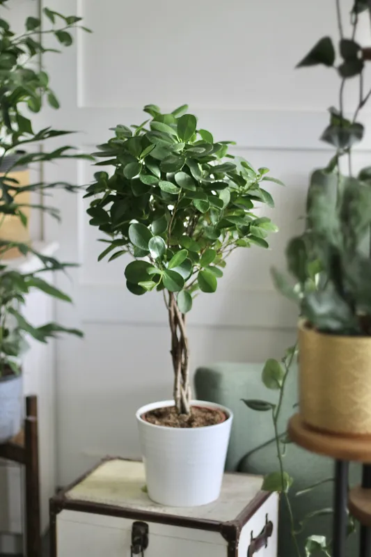 Фикус Мокламе / Ficus microcarpa Moclame