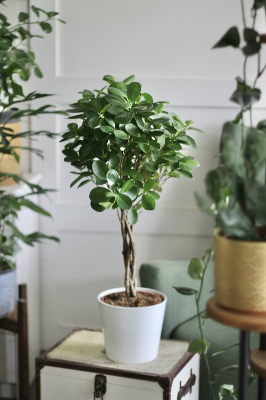 Фикус Мокламе / Ficus microcarpa Moclame