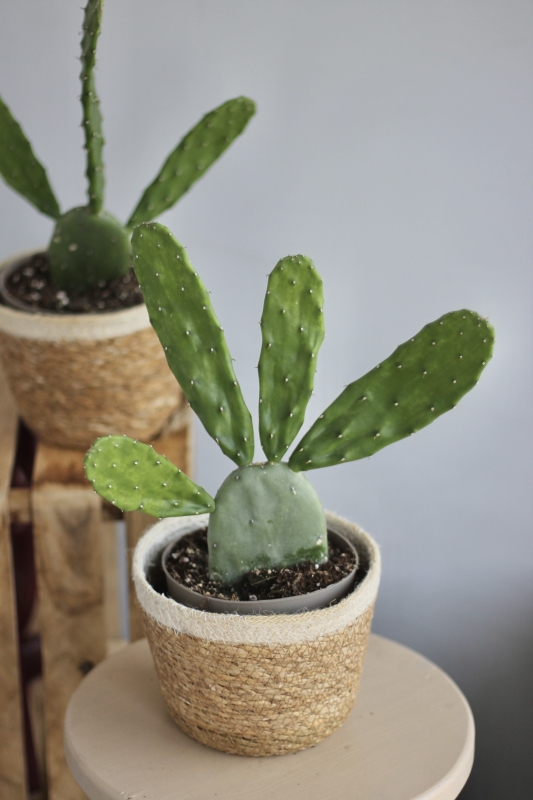 Кактус Опунция / Opuntia
