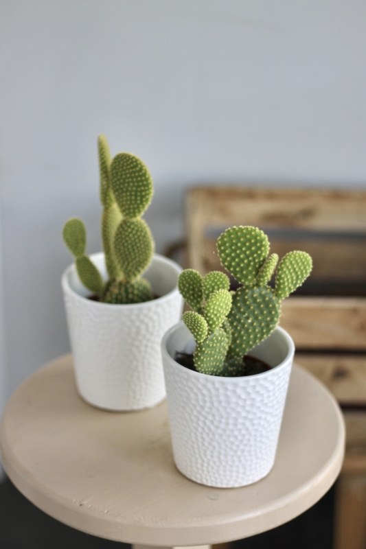Опунция / Opuntia