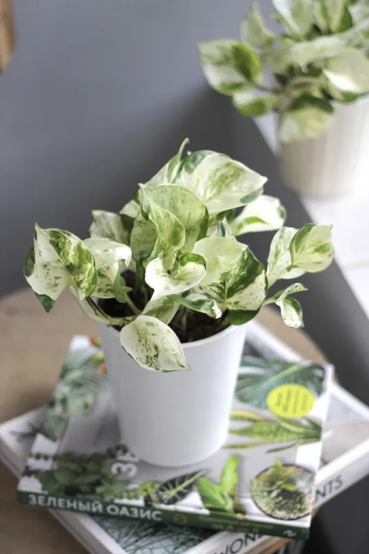 Эпипремнум Хэппи Лиф / Epipremnum Happy Leaf