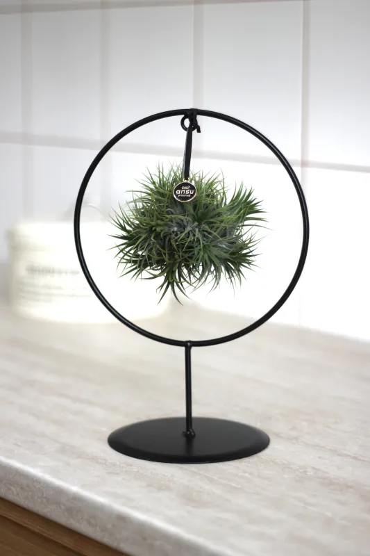 Тилландсия на подвесе / Tillandsia