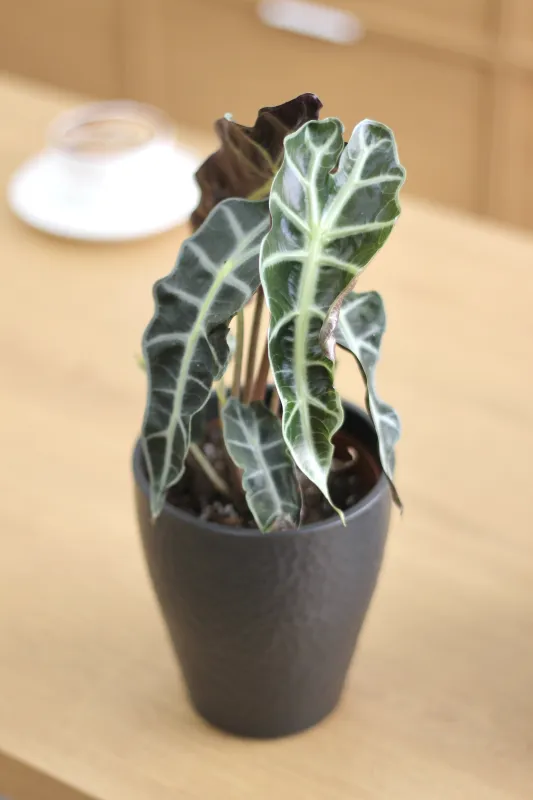 Алоказия Бамбино / Alocasia Bambino 