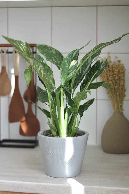 Спатифиллум Даймонд / Spathiphyllum Diamond