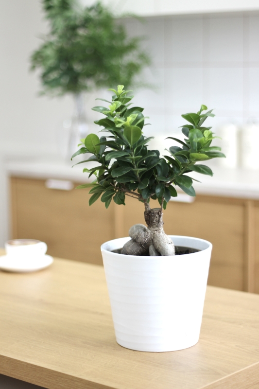 Фикус Гинсенг бонсай / Ficus microcarpa