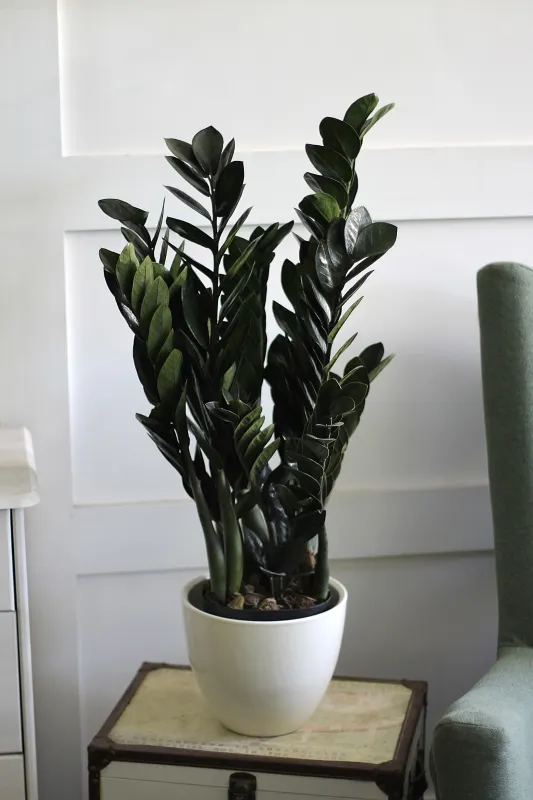 Замиокулькас Равен (Ворон) / Zamioculcas zamiifolia Raven