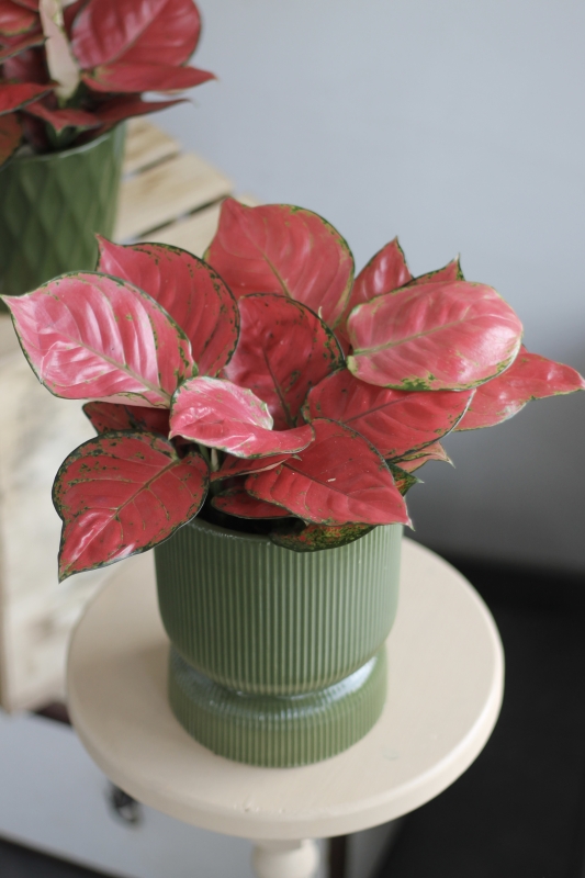 Аглаонема Чемпион Ред / Aglaonema Champion Red