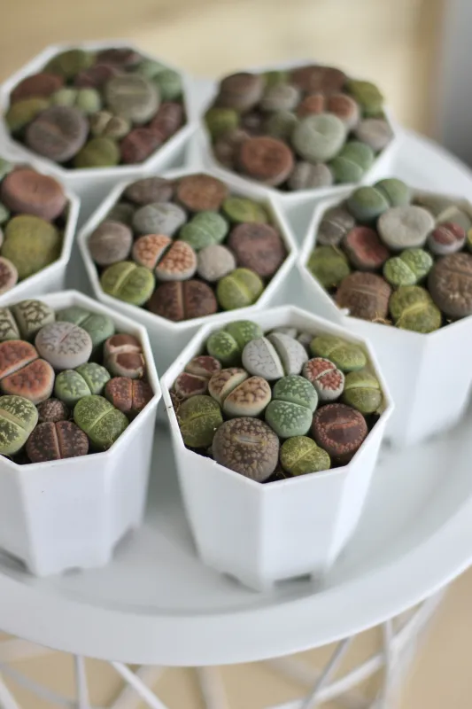 Литопсы / Lithops
