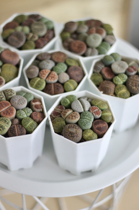 Литопсы / Lithops