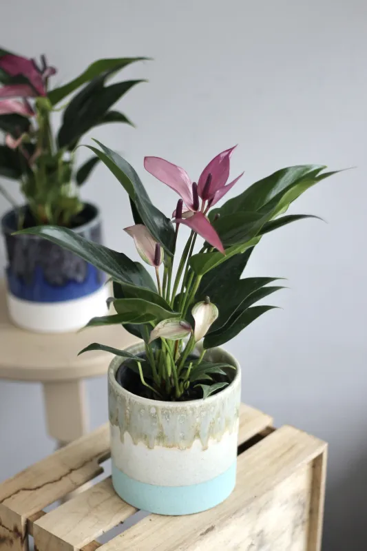 Антуриум Зизу / Anthurium Andre Zizou