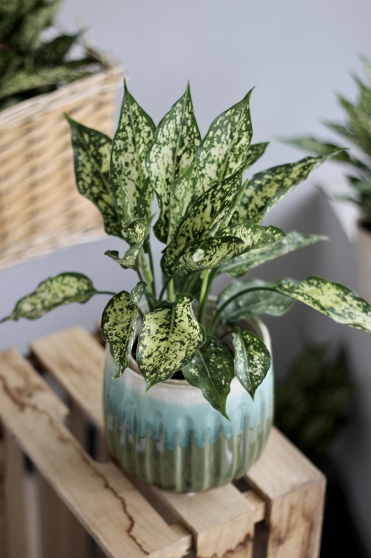 Аглаонема Нефрит / Aglaonema Nephrite