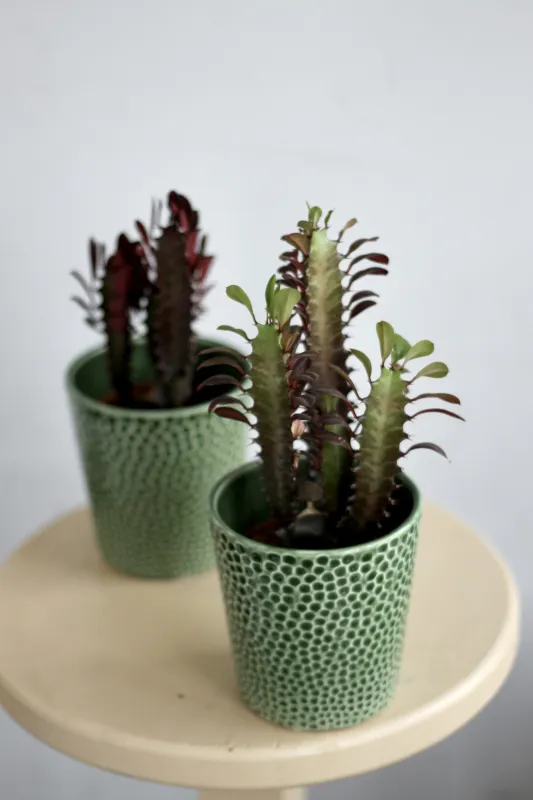 Молочай треугольный Рубра / Euphorbia trigona Rubra