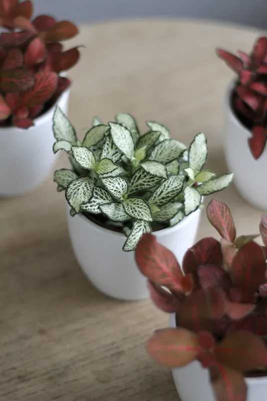 Фиттония / Fittonia