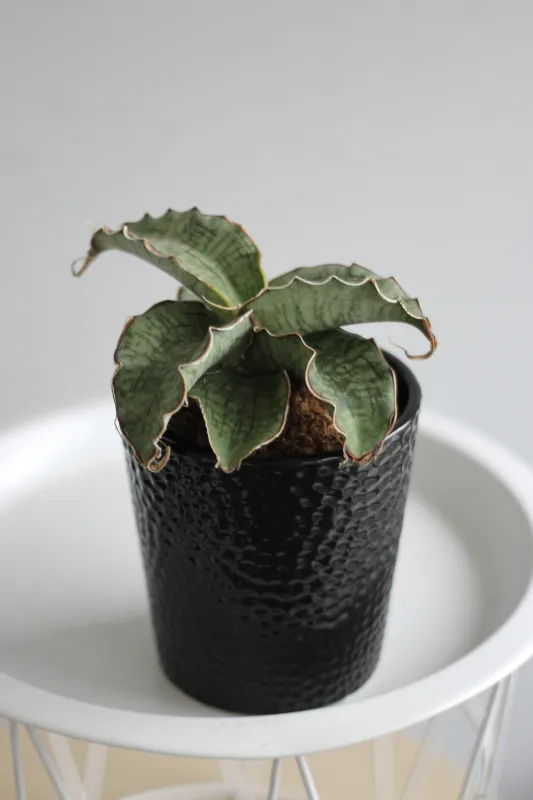 Сансевиерия Кирки / Sansevieria kirkii