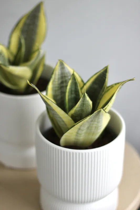 Сансевиерия Ханни Грин / Sansevieria Hahnii Green