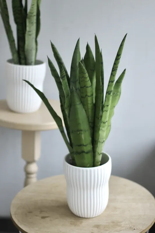 Сансевиерия Пепперминт / Sansevieria Peppermint