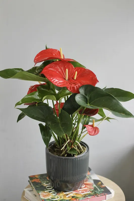 Антуриум Андре Красный / Anthurium Аndraeanum Red