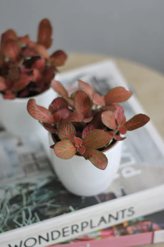 Фиттония / Fittonia
