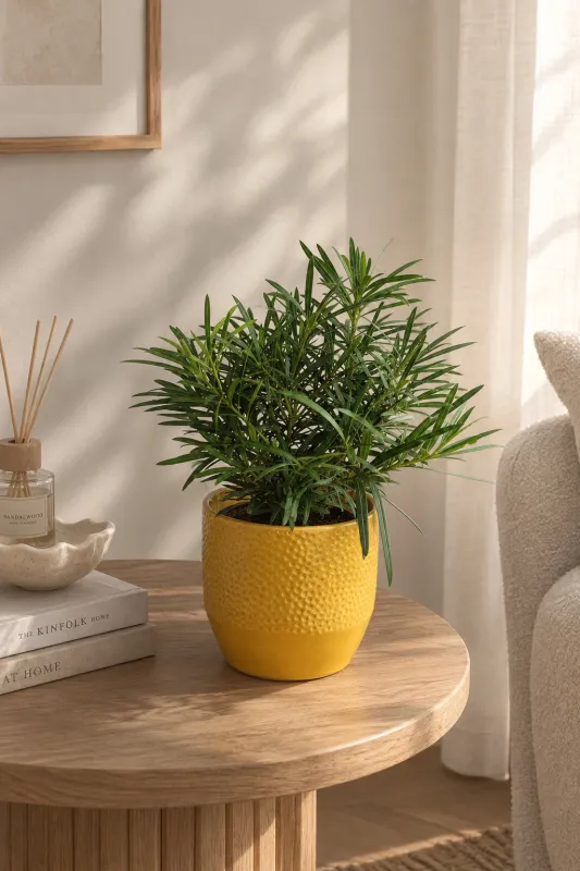 Подокарпус / Podocarpus