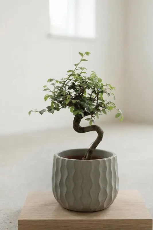Бонсай Китайский вяз / Bonsai Ulmus parvifolia