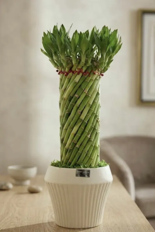 Драцена Лаки Бамбук / Dracaena Sanderiana