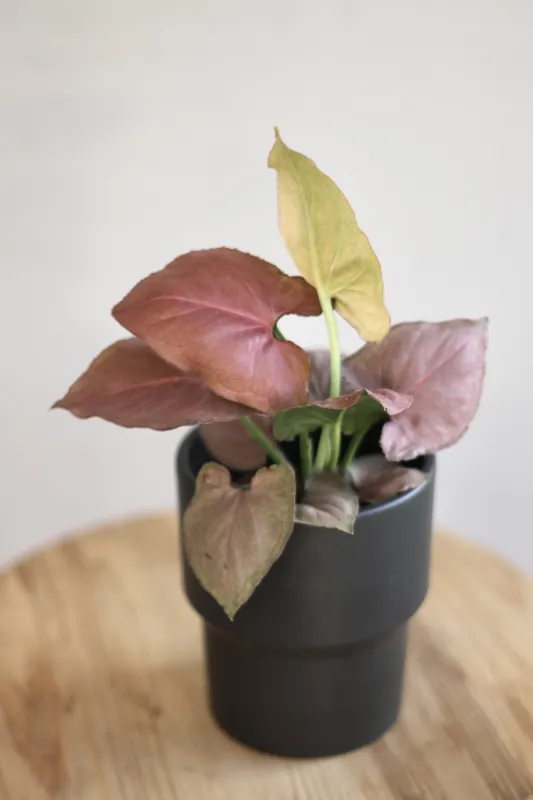 Сингониум Орм Нак / Syngonium Orm Nak