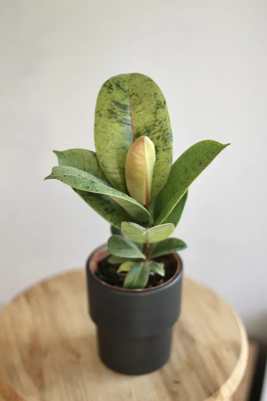 Фикус Шривериана / Ficus elastica Shivereana