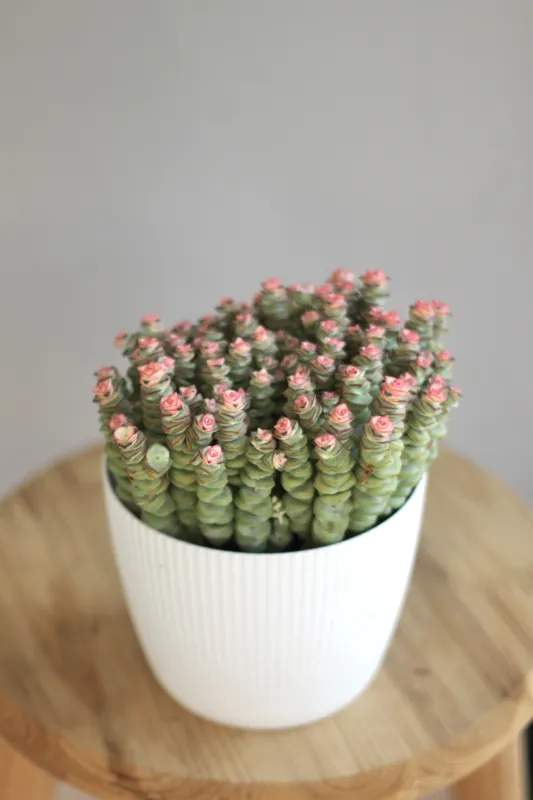 Крассула Чейн / Crassula Chain