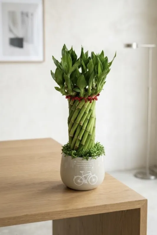 Драцена Лаки Бамбук / Dracaena Sanderiana