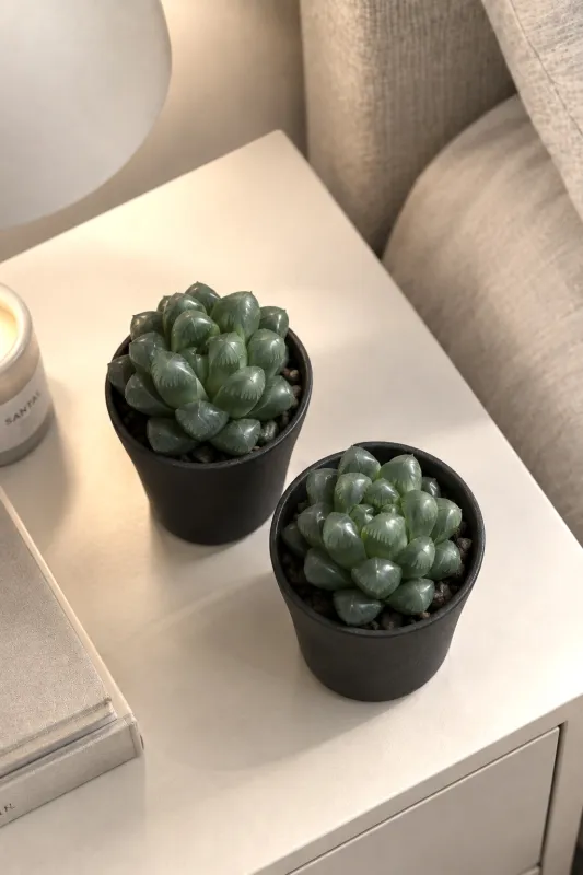Хавортия Купера  / Haworthia Cooperi