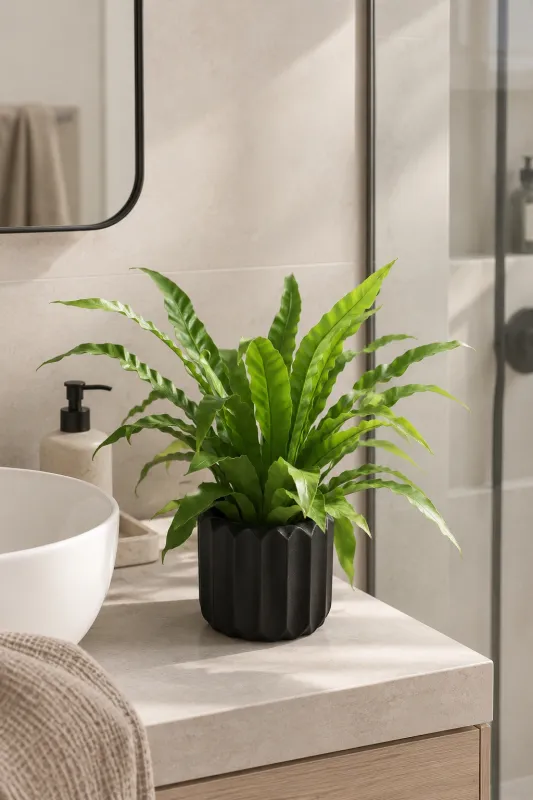 Асплениум / Asplenium