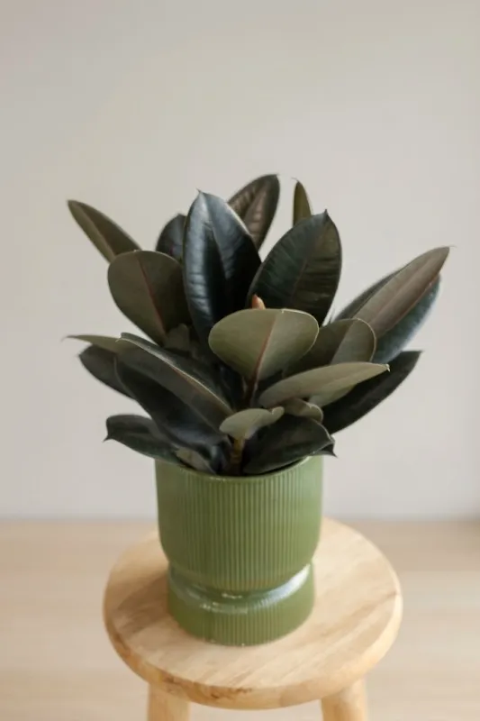 Фикус эластика Бургунди / Ficus elastica Burgundy
