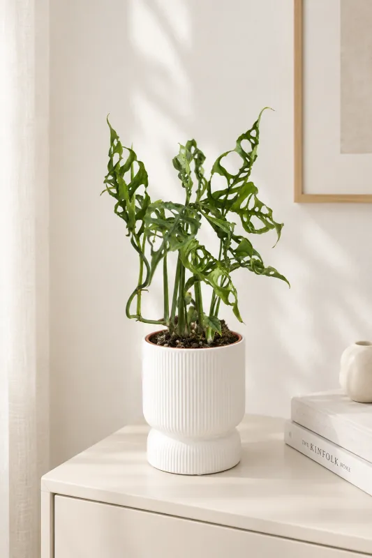 Монстера Перу / Monstera Peru