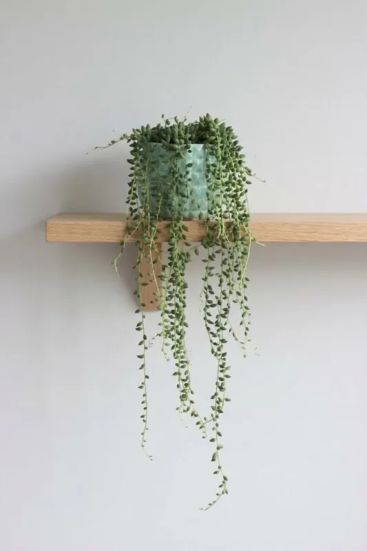Сенецио Херреанус / Senecio Herreianus