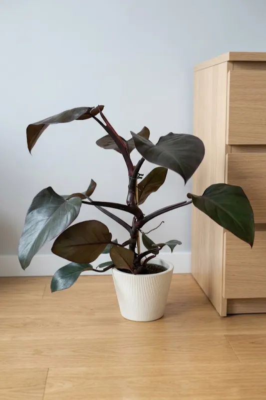 Филодендрон Санлайт /  Philodendron Sunlight