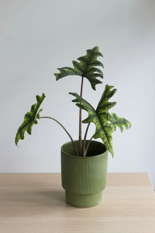 Алоказия Жаклин / Alocasia Jacqueline