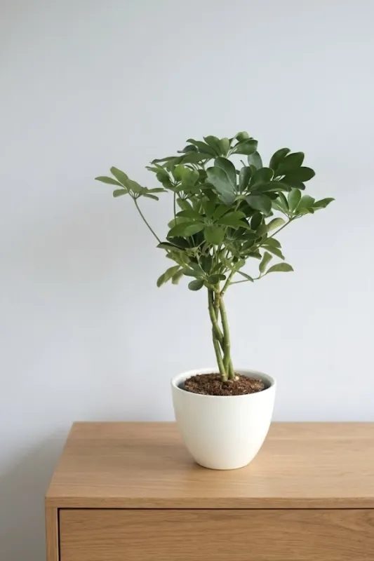 Шеффлера / Schefflera