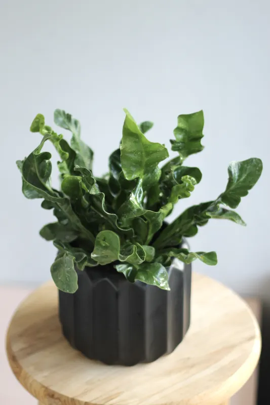 Асплениум Кобра / Asplenium Cobra