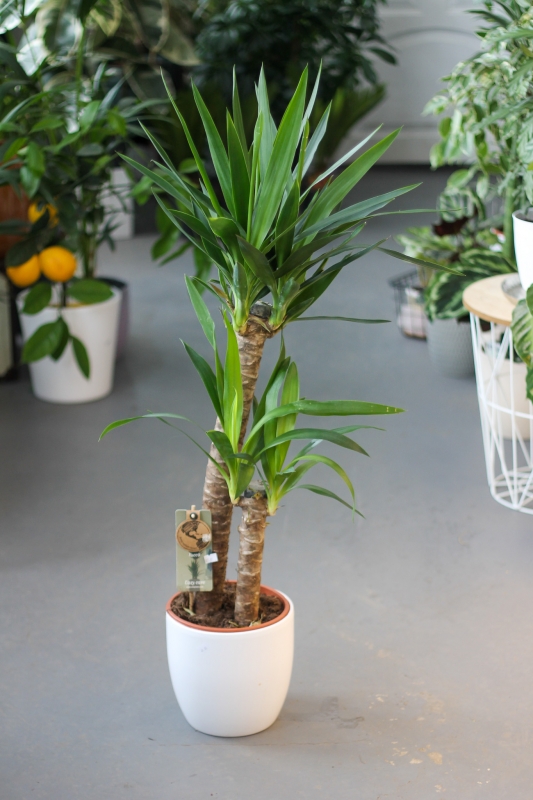 Юкка на двух стволах / Yucca