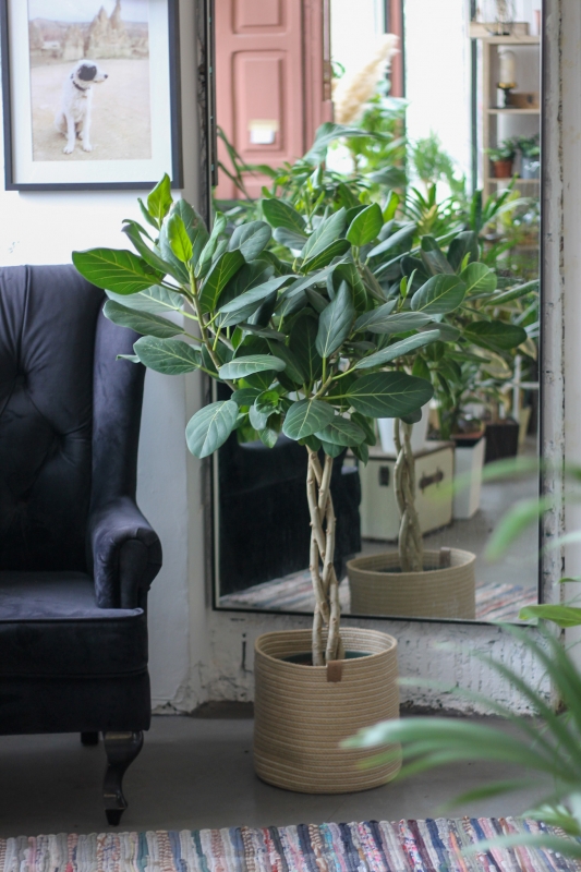 Фикус Бенгальский Одри на косичке / Ficus benghalensis Audrey