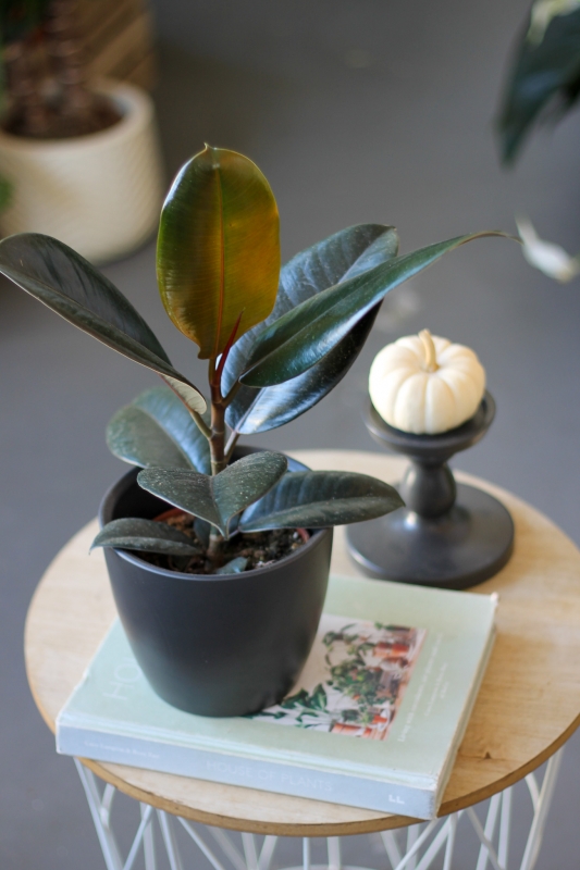 Фикус Робуста / Ficus elastica Robusta